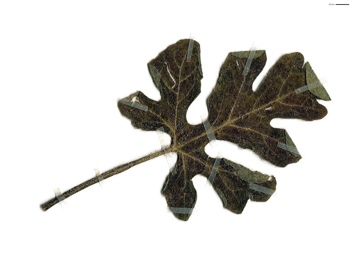 Citrullus lanatus (Cucurbitaceae)